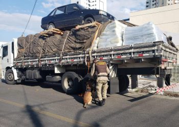 101 kg de cocaína ocultos em ração de peixe são achados pela PF e PM