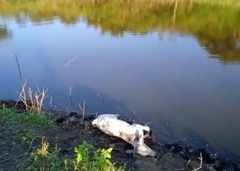 Vaqueiro morre afogado ao entrar em represa com cavalo