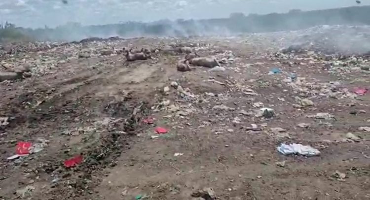 Vídeo – Cidadão denuncia situação de lixão em Riachão do Jacuípe. “Lixo de cemitério está indo pra o rio”