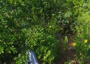 Homem é encontrado morto com marcas de tiros