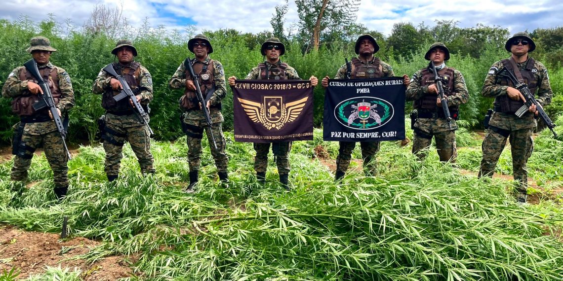 Com suporte de drone, Cipe Semiárido erradica 40 mil pés de maconha