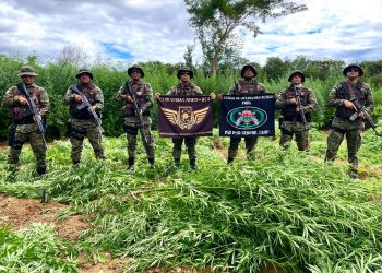 Com suporte de drone, Cipe Semiárido erradica 40 mil pés de maconha