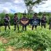 Com suporte de drone, Cipe Semiárido erradica 40 mil pés de maconha