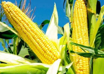 Saiba quais são os benefícios do milho para a saúde