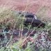Motociclista morre e carona fica ferido em acidente de moto na BR 116