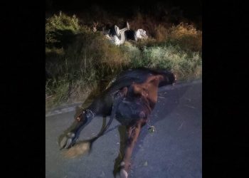 Estudante de medicina morre e outras três pessoas ficam feridas após Hilux colidir em vaca e capotar na BA 120 (atualizada)
