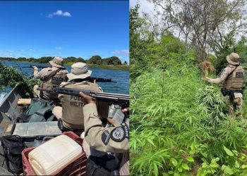 Cerca de 15 mil pés de maconha são erradicados em Curaçá