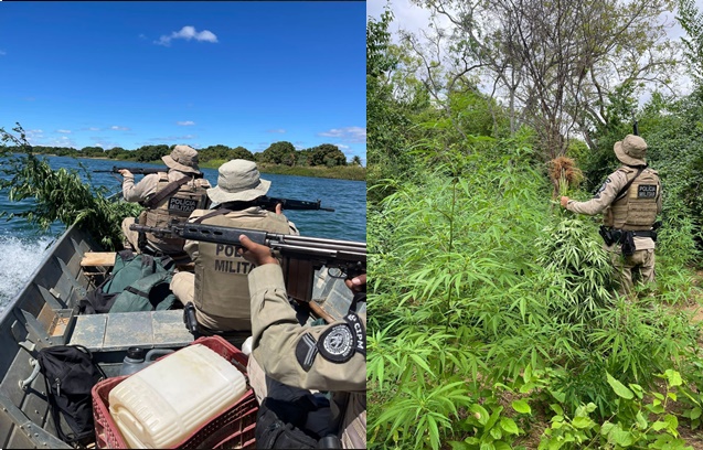 Cerca de 15 mil pés de maconha são erradicados em Curaçá