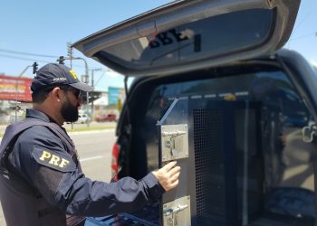 Homem é preso pela PRF acusado de importunação sexual dentro de ônibus na BR 116