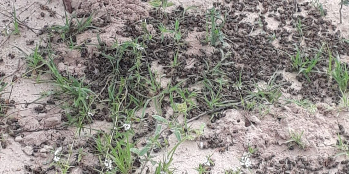 Secretaria do Meio Ambiente investiga mortandade de mais de 200 colmeias; prejuízo pode passar de R$ 100 mil