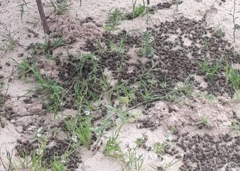 Secretaria do Meio Ambiente investiga mortandade de mais de 200 colmeias; prejuízo pode passar de R$ 100 mil