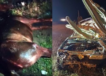 Jovem fica ferido após cavalo que montava ser atropelado.Na fuga motorista colidiu em cerca de arme