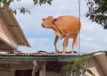 Vaca é resgatada de telhado de casa após passagem de ciclone no RS