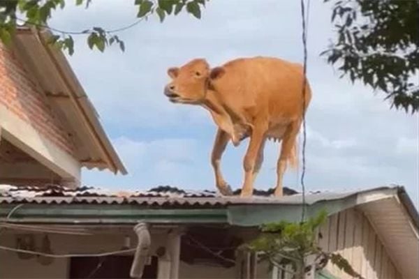 Vaca é resgatada de telhado de casa após passagem de ciclone no RS