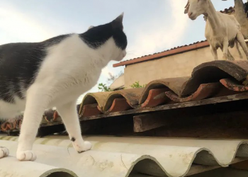 Presença de bode em telhado de casa ‘chama atenção de gato’