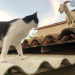 Presença de bode em telhado de casa ‘chama atenção de gato’