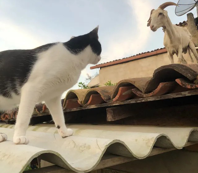 Presença de bode em telhado de casa ‘chama atenção de gato’