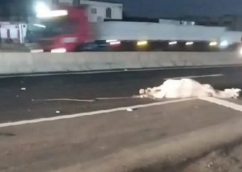 Feira: motociclista morre em colisão com cavalo no Anel de Contorno. Animal também morreu