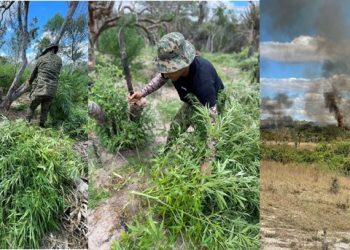 Cicom indica localização de plantações com mais de 60 mil pés de maconha em Monte Santo