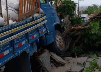 Caminhão colide em árvore após perder freio; diz motorista