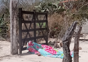 Idoso morre após ser atacado por abelhas. O mesmo é natural de Coité (atualizada)