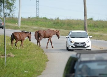 Projeto de Lei propõe recolhimento e multa pode chegar à R$ 1.500 para proprietários de animais soltos em via pública