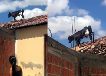 Bezerro é flagrado ‘passeando’ sobre o telhado de casas
