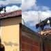 Bezerro é flagrado ‘passeando’ sobre o telhado de casas