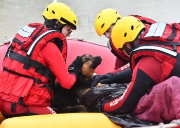 SC – Cão esquenta dono resgatado ao ser encontrado agarrado a poste e com hipotermia
