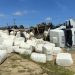 Carreta carregada com algodão tomba na BA 233 saída Serrinha/Biritinga