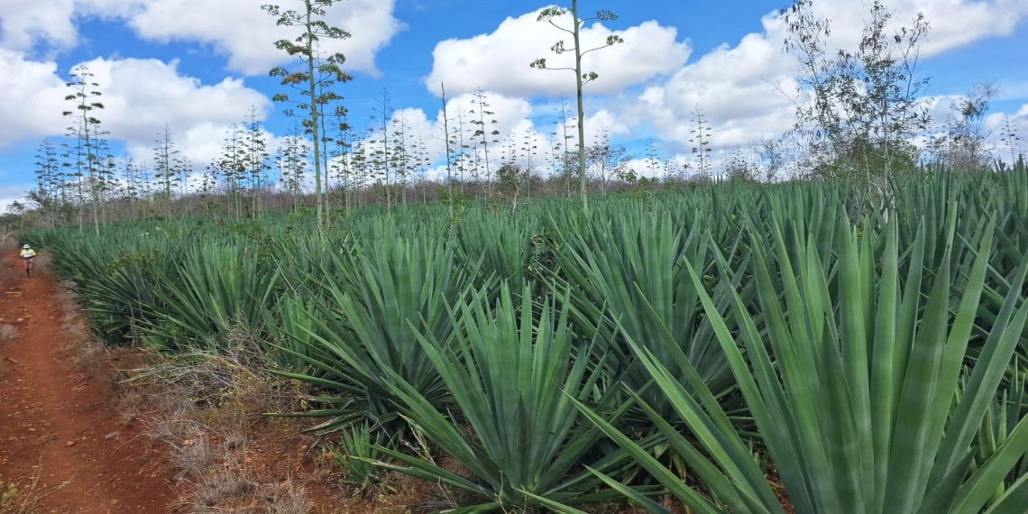 Secretário Nacional da Agricultura Familiar ficou super entusiasmado após conhecer toda cadeia produtiva do sisal em Valente