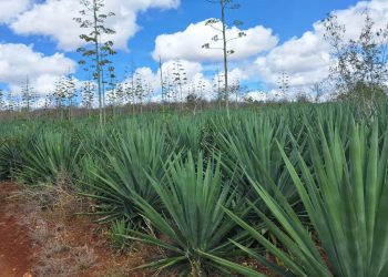 Secretário Nacional da Agricultura Familiar ficou super entusiasmado após conhecer toda cadeia produtiva do sisal em Valente