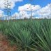 Secretário Nacional da Agricultura Familiar ficou super entusiasmado após conhecer toda cadeia produtiva do sisal em Valente