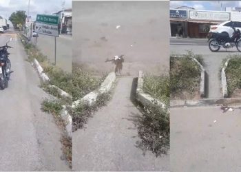 Idosa que sofreu queda após descer de ônibus permanece na UTI. Familiares apontam erro do motorista parar em cima de rampa