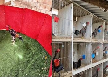 PM fecha rinha de galo na zona rural de Euclides da Cunha