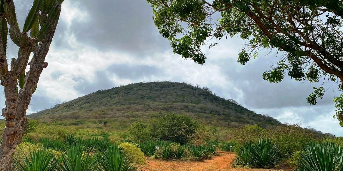 A diversidade de plantas da Serra do Mucambo em Coité é destaque em pesquisa internacional