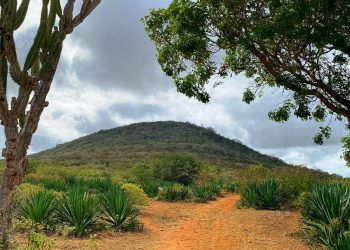 A diversidade de plantas da Serra do Mucambo em Coité é destaque em pesquisa internacional