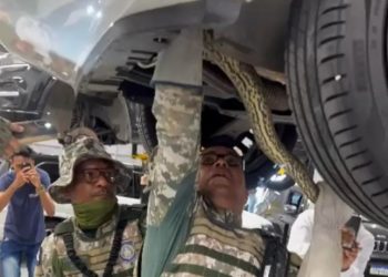 Sucuri de cerca de 2 metros é resgatada entre peças de carro