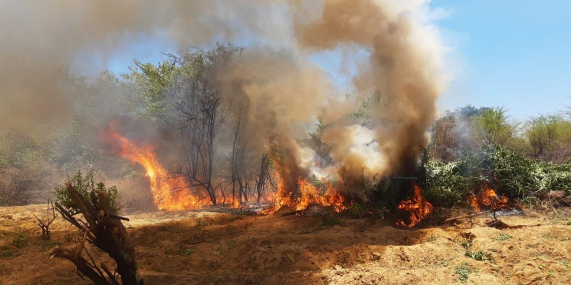 Cerca de meio milhão pés de maconha foram erradicados em 2023 pela Operação Terra Limpa