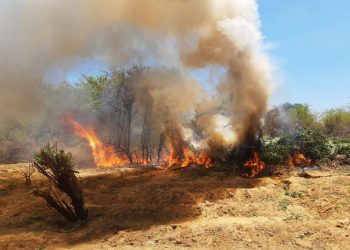 Cerca de meio milhão pés de maconha foram erradicados em 2023 pela Operação Terra Limpa