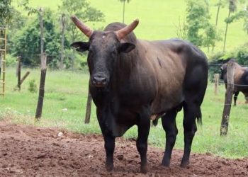 Agricultor é atacado por touro e morre em hospital