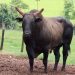 Agricultor é atacado por touro e morre em hospital