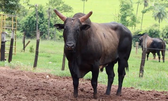 Agricultor é atacado por touro e morre em hospital