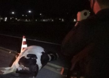 Animal na pista causa grave acidente na BR 410. Motociclista ficou em estado gravíssimo