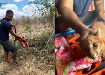 Animal de espécie rara na região é encontrado em quintal de casa e resgatado pelo Águia Resgate (atualizada)