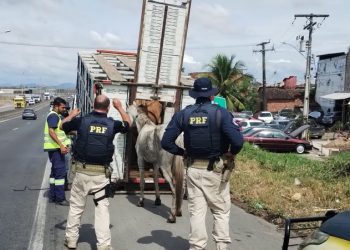 PRF e Via Bahia unem esforços em operação para recolhimento de animais soltos nas rodovias de Feira de Santana