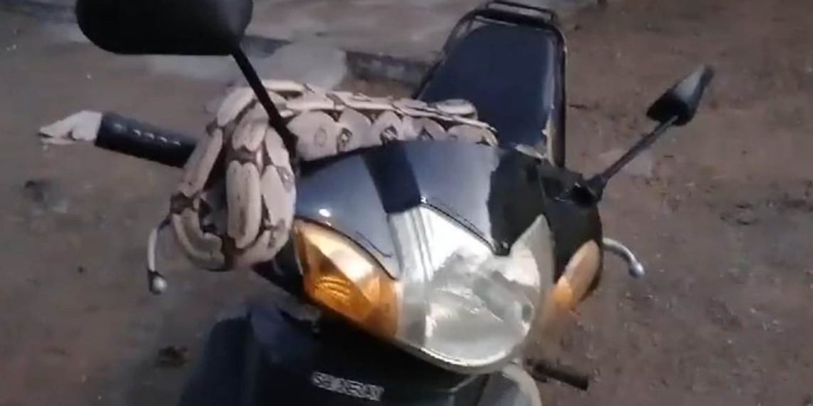 Homem leva susto ao deparar com jibóia enrolada em guidão de moto