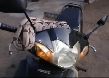 Homem leva susto ao deparar com jibóia enrolada em guidão de moto