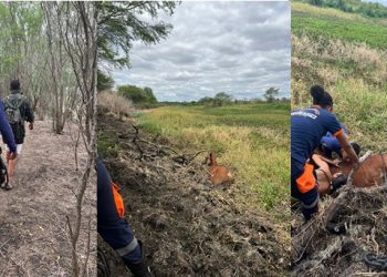 Brigada Anjos Jacuipenses salva cavalo atolado em lama; ação durou cerca de 6 horas