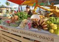 Feira Baiana da Agricultura Familiar e Economia Solidária chega a 14ª edição com homenagem a Luiz Alberto, liderança do movimento negro brasileiro